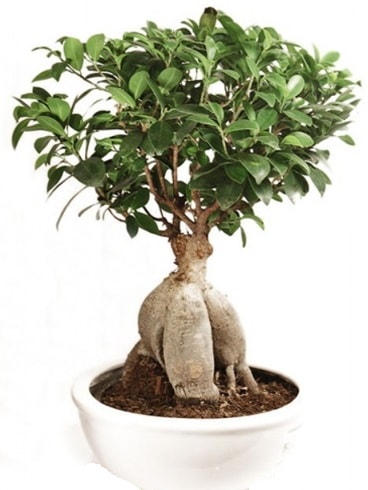Ginseng bonsai japon ağacı ficus ginseng  Eskişehir çiçek siparişi sitesi 