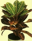  Eskiehir cicek , cicekci  Kroton 30-35 cm yksekligi
